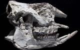 Nashornfossil