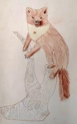 Ein Steinmarder