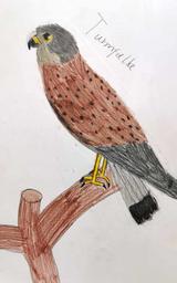 Ein Turmfalke
