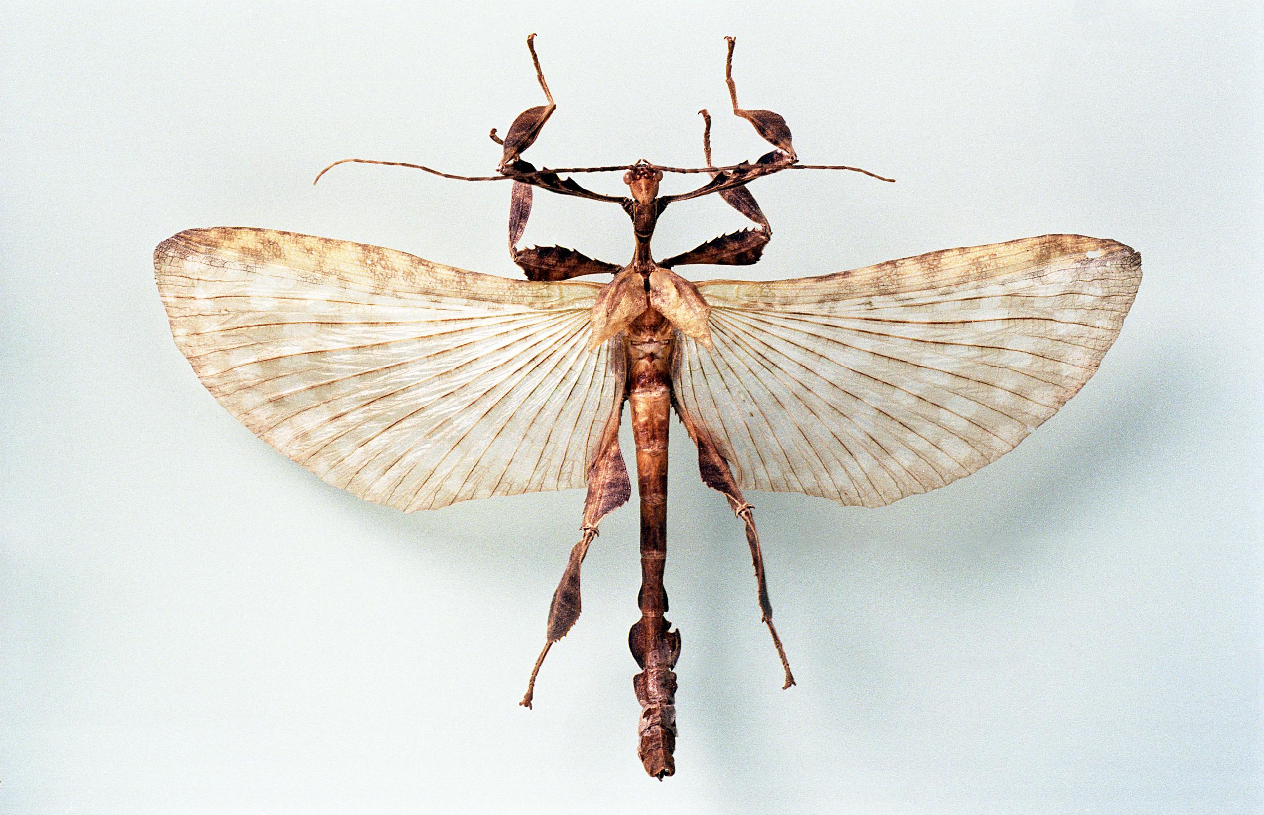 Käfer Schmetterlinge