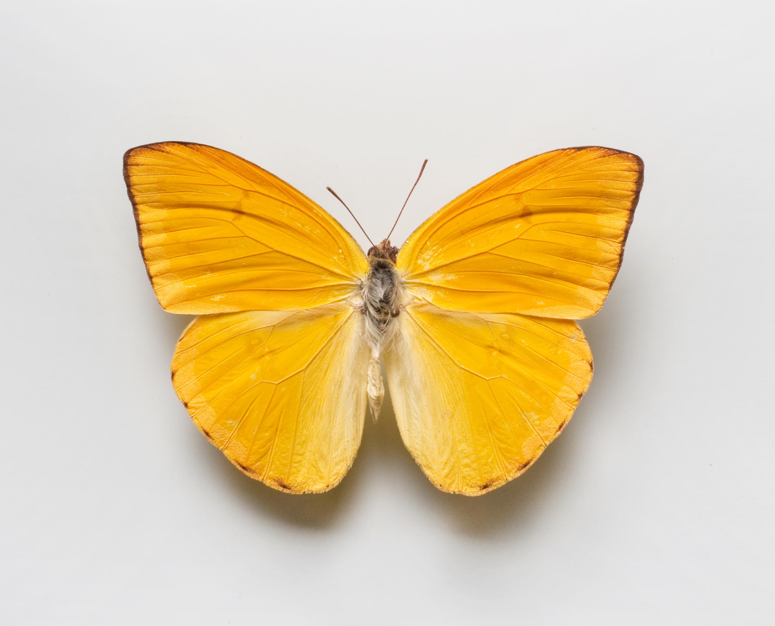 Naturhistorisches Museum Bern Käfer Falter