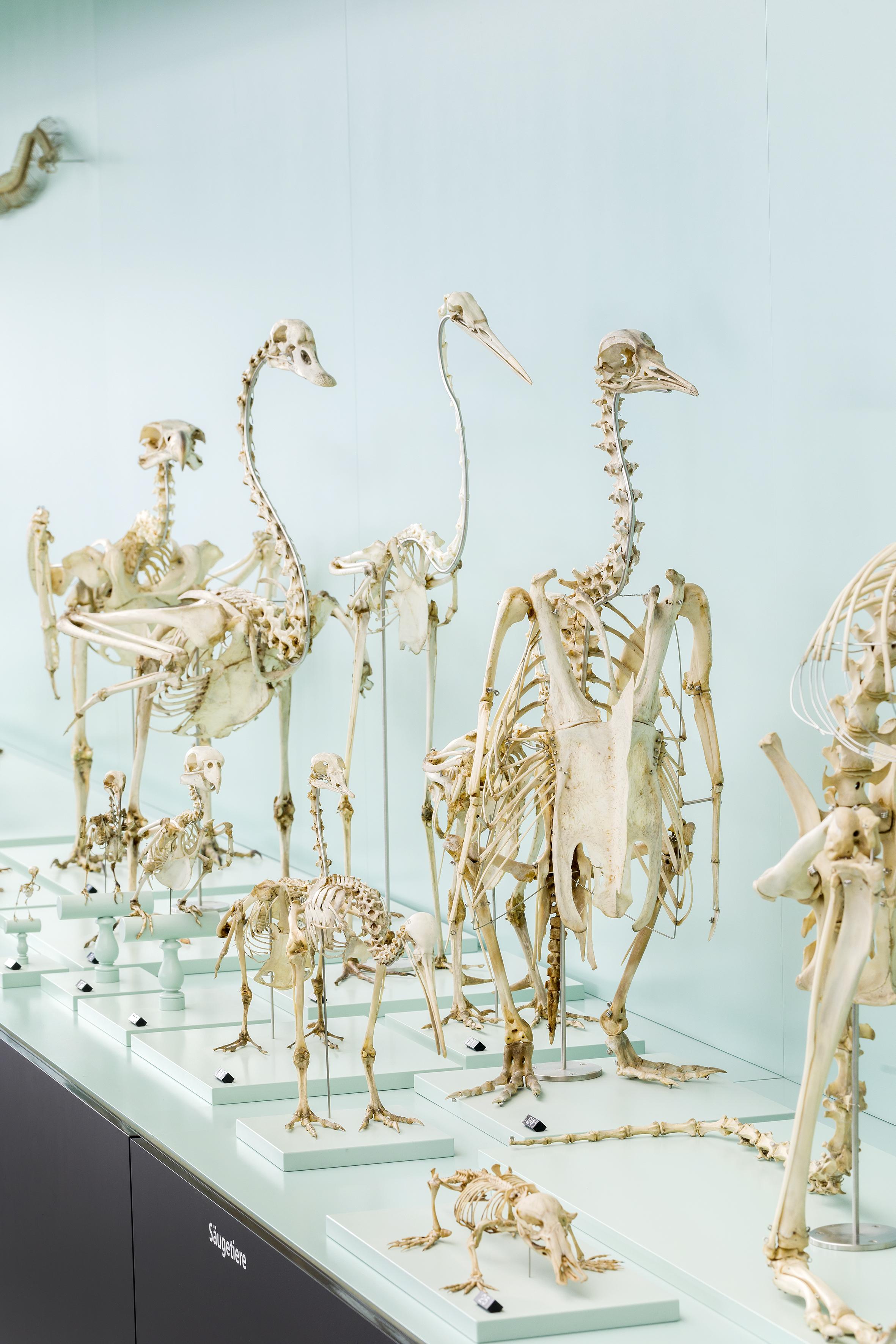 Naturhistorisches Museum Wunderkammer Schausammlung Knochen